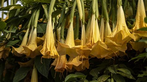 Conclusion The ingestion of even a few flowers of Angel&39;s trumpet can cause symptoms of poisoning. . How to use angel trumpet as a drug